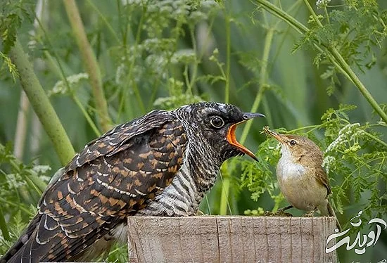 تصاویر منتخب حیات وحش در یک هفته تصاویر منتخب حیات وحش در یک هفته